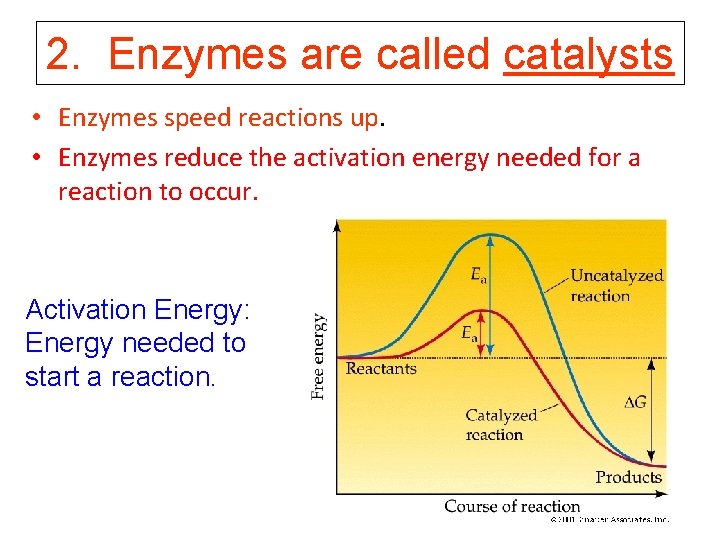 2. Enzymes are called catalysts • Enzymes speed reactions up. • Enzymes reduce the