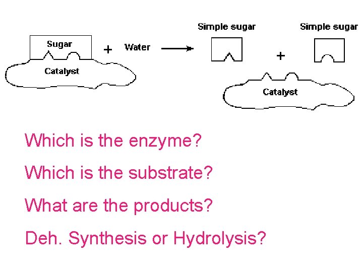 Which is the enzyme? Which is the substrate? What are the products? Deh. Synthesis