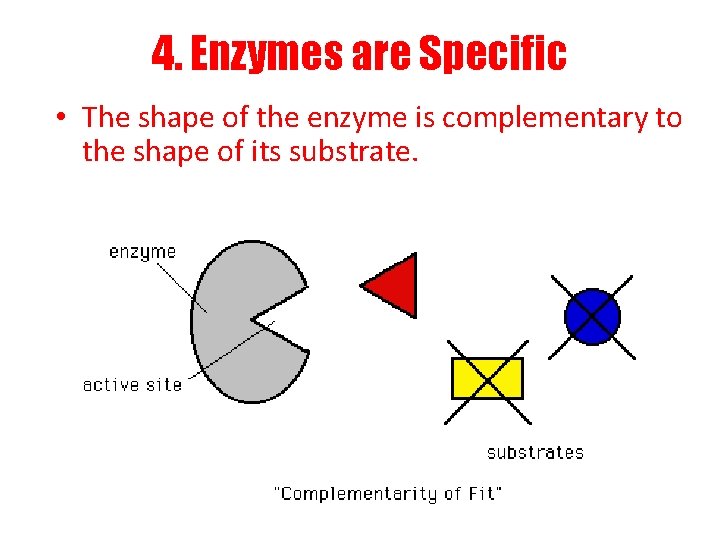 4. Enzymes are Specific • The shape of the enzyme is complementary to the