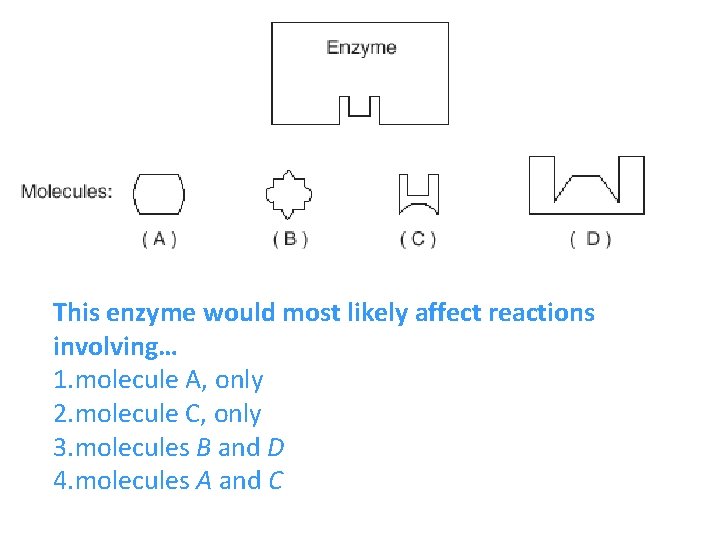 This enzyme would most likely affect reactions involving… 1. molecule A, only 2. molecule