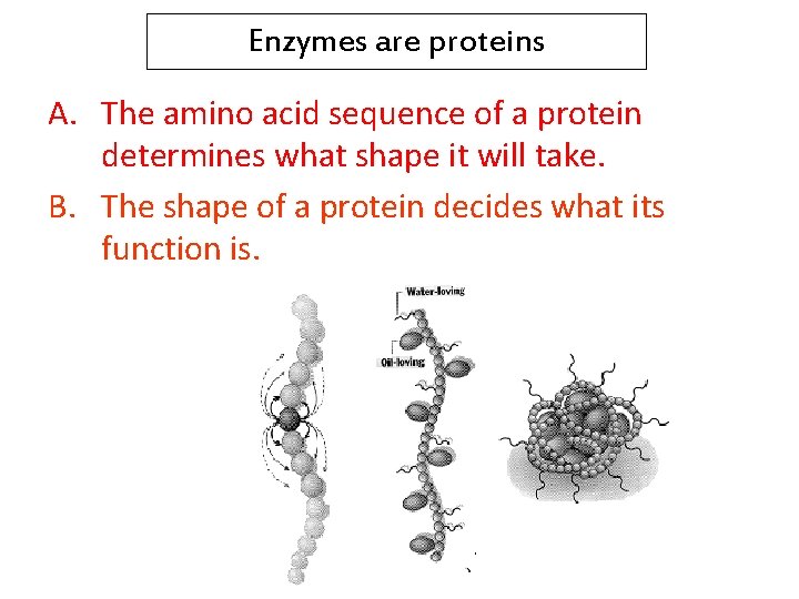 Enzymes are proteins A. The amino acid sequence of a protein determines what shape