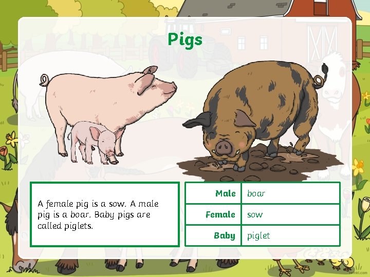Pigs A female pig is a sow. A male pig is a boar. Baby
