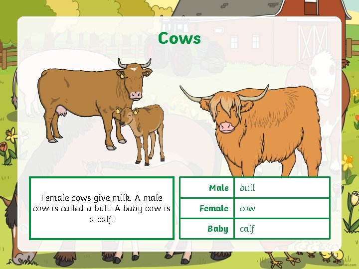 Cows Female cows give milk. A male cow is called a bull. A baby