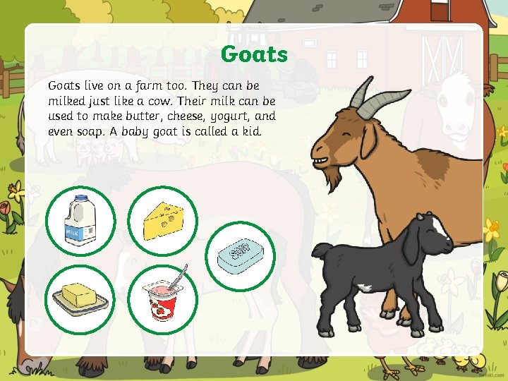 Goats live on a farm too. They can be milked just like a cow.