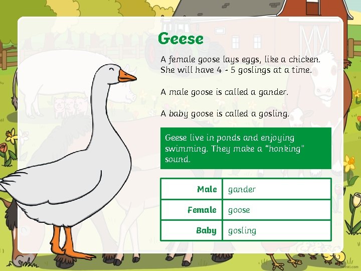 Geese A female goose lays eggs, like a chicken. She will have 4 -