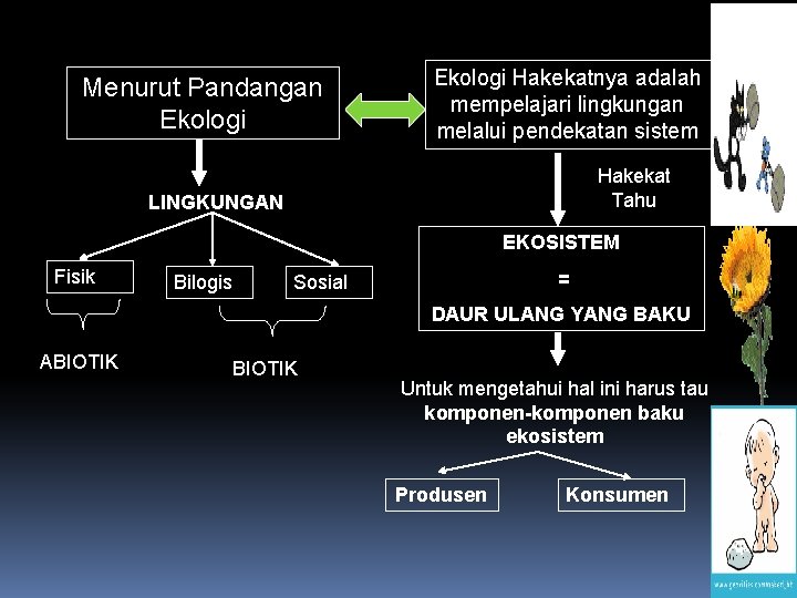 Menurut Pandangan Ekologi Hakekatnya adalah mempelajari lingkungan melalui pendekatan sistem Hakekat Tahu LINGKUNGAN EKOSISTEM