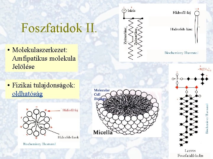 Foszfatidok II. • Molekulaszerkezet: Amfipatikus molekula Jelölése • Fizikai tulajdonságok: oldhatóság 