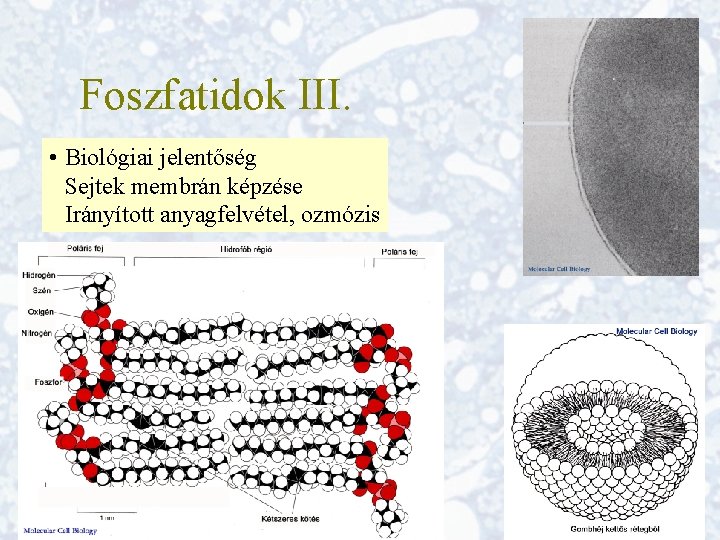 Foszfatidok III. • Biológiai jelentőség Sejtek membrán képzése Irányított anyagfelvétel, ozmózis 