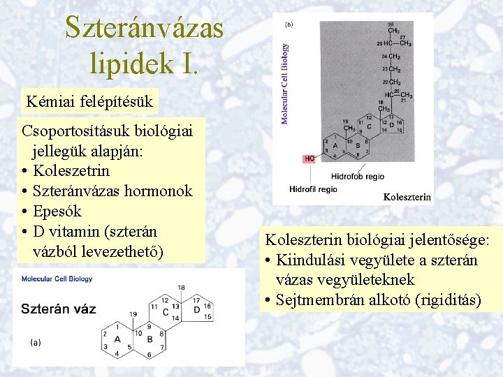 Szteránvázas lipidek I. Kémiai felépítésük Csoportosításuk biológiai jellegük alapján: • Koleszetrin • Szteránvázas hormonok