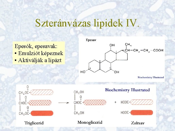 Szteránvázas lipidek IV. Epesók, epesavak: • Emulziót képeznek • Aktiválják a lipázt 