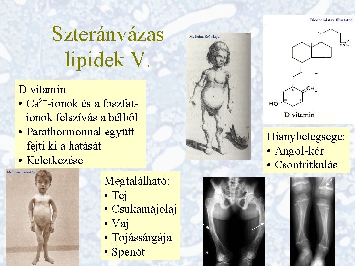 Szteránvázas lipidek V. D vitamin • Ca 2+-ionok és a foszfátionok felszívás a bélből