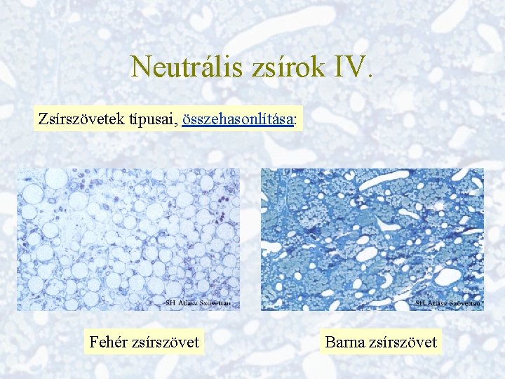 Neutrális zsírok IV. Zsírszövetek típusai, összehasonlítása: Fehér zsírszövet Barna zsírszövet 