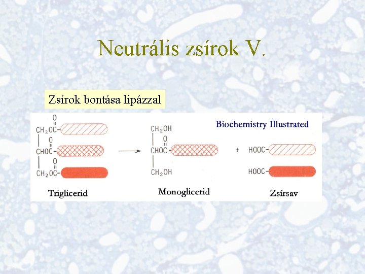 Neutrális zsírok V. Zsírok bontása lipázzal 