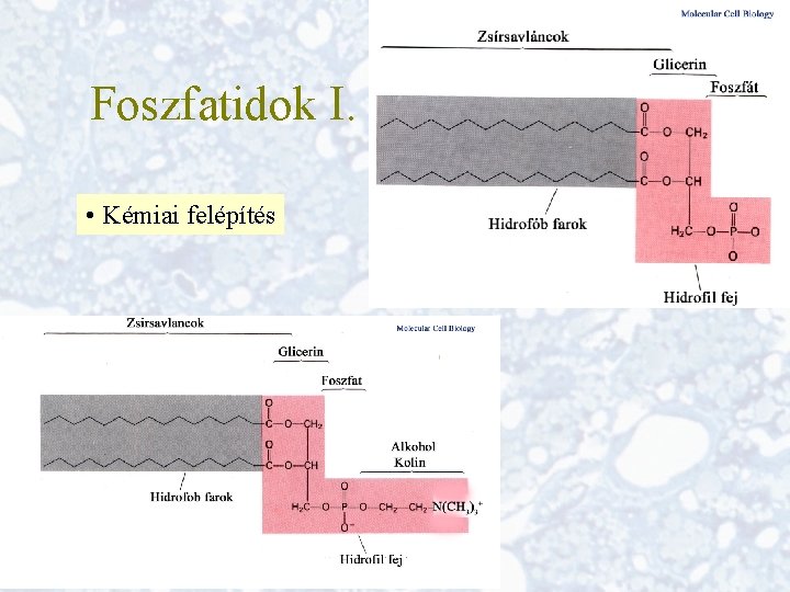 Foszfatidok I. • Kémiai felépítés 