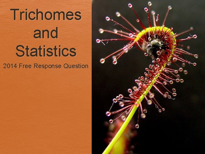 Trichomes and Statistics 2014 Free Response Question 