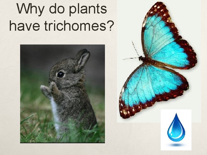 Why do plants have trichomes? 