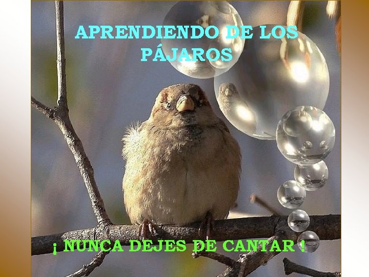 APRENDIENDO DE LOS PÁJAROS ¡ NUNCA DEJES DE CANTAR ! 
