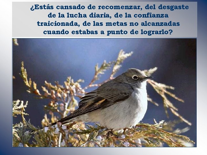¿Estás cansado de recomenzar, del desgaste de la lucha diaria, de la confianza traicionada,