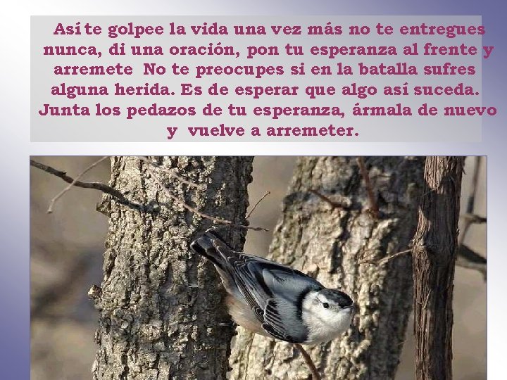 Así te golpee la vida una vez más no te entregues nunca, di una