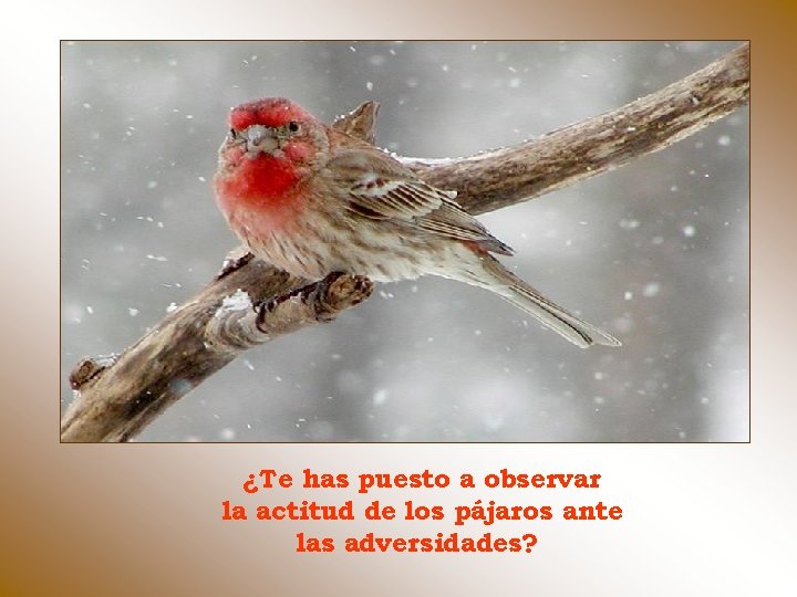 ¿Te has puesto a observar la actitud de los pájaros ante las adversidades? 