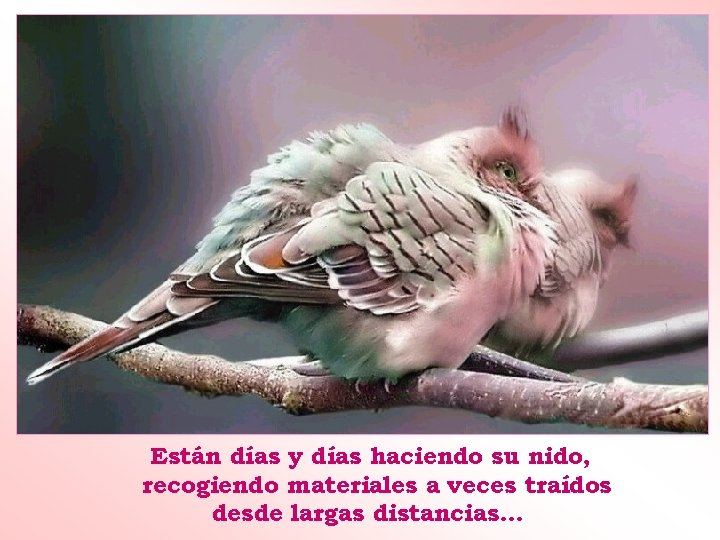 Están días y días haciendo su nido, recogiendo materiales a veces traídos desde largas
