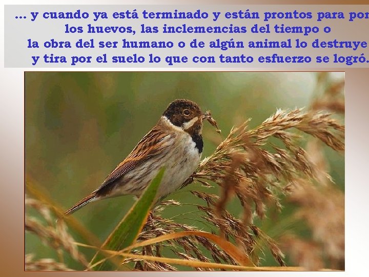 . . . y cuando ya está terminado y están prontos para pon los