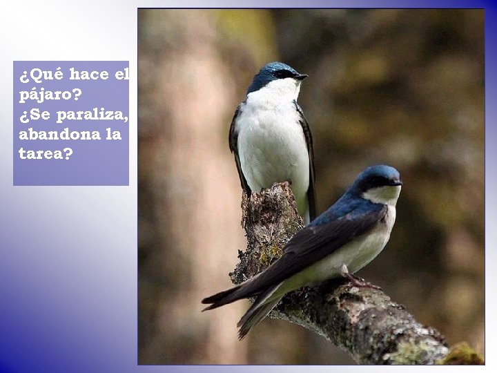¿Qué hace el pájaro? ¿Se paraliza, abandona la tarea? 