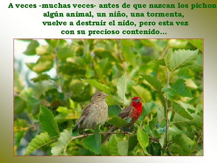 A veces -muchas veces- antes de que nazcan los pichone algún animal, un niño,