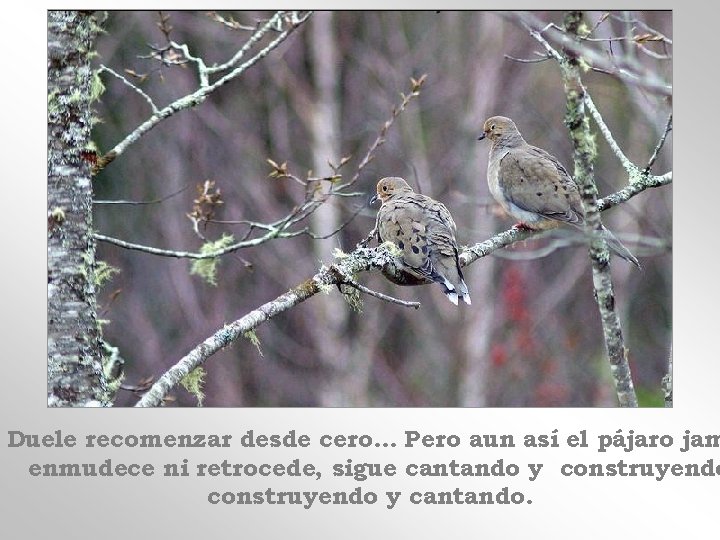 Duele recomenzar desde cero. . . Pero aun así el pájaro jam enmudece ni