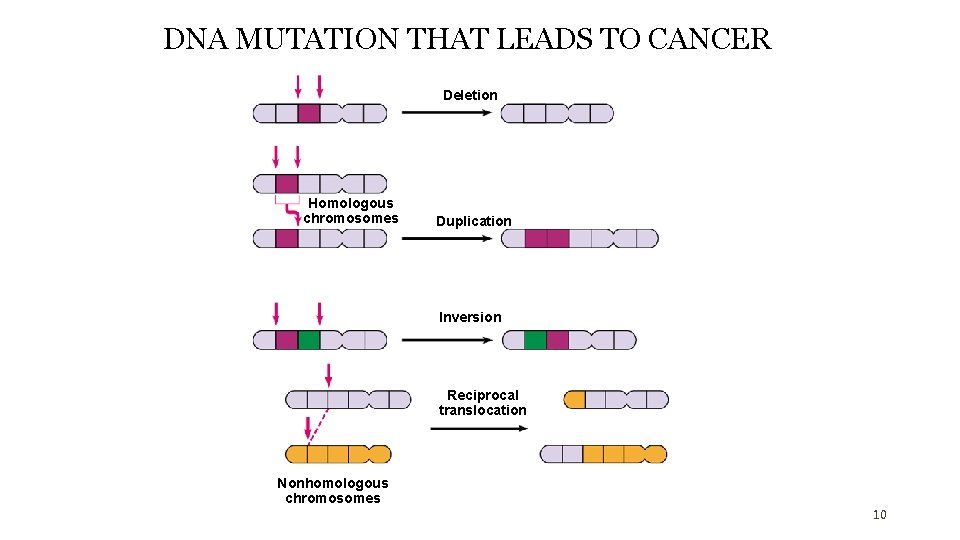 DNA MUTATION THAT LEADS TO CANCER Deletion Homologous chromosomes Duplication Inversion Reciprocal translocation Nonhomologous DNA MUTATION THAT LEADS TO CANCER Deletion Homologous chromosomes Duplication Inversion Reciprocal translocation Nonhomologous