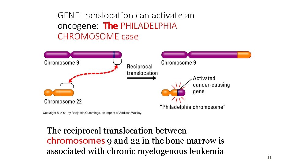 GENE translocation can activate an oncogene: The PHILADELPHIA CHROMOSOME case The reciprocal translocation between GENE translocation can activate an oncogene: The PHILADELPHIA CHROMOSOME case The reciprocal translocation between
