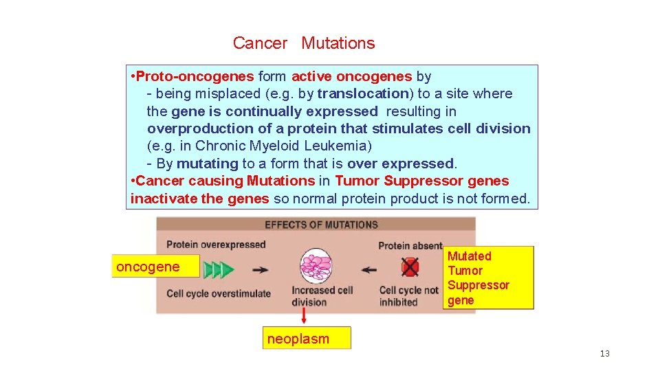 Cancer Mutations • Proto-oncogenes form active oncogenes by - being misplaced (e. g. by Cancer Mutations • Proto-oncogenes form active oncogenes by - being misplaced (e. g. by