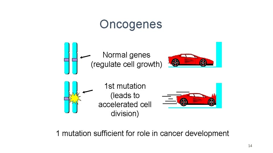 Oncogenes Normal genes (regulate cell growth) 1 st mutation (leads to accelerated cell division) Oncogenes Normal genes (regulate cell growth) 1 st mutation (leads to accelerated cell division)