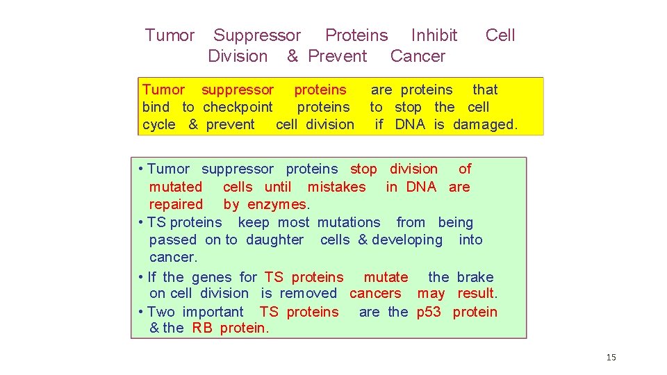 Tumor Suppressor Proteins Inhibit Division & Prevent Cancer Tumor suppressor proteins bind to checkpoint Tumor Suppressor Proteins Inhibit Division & Prevent Cancer Tumor suppressor proteins bind to checkpoint