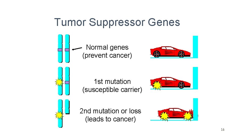 Tumor Suppressor Genes Normal genes (prevent cancer) 1 st mutation (susceptible carrier) 2 nd Tumor Suppressor Genes Normal genes (prevent cancer) 1 st mutation (susceptible carrier) 2 nd