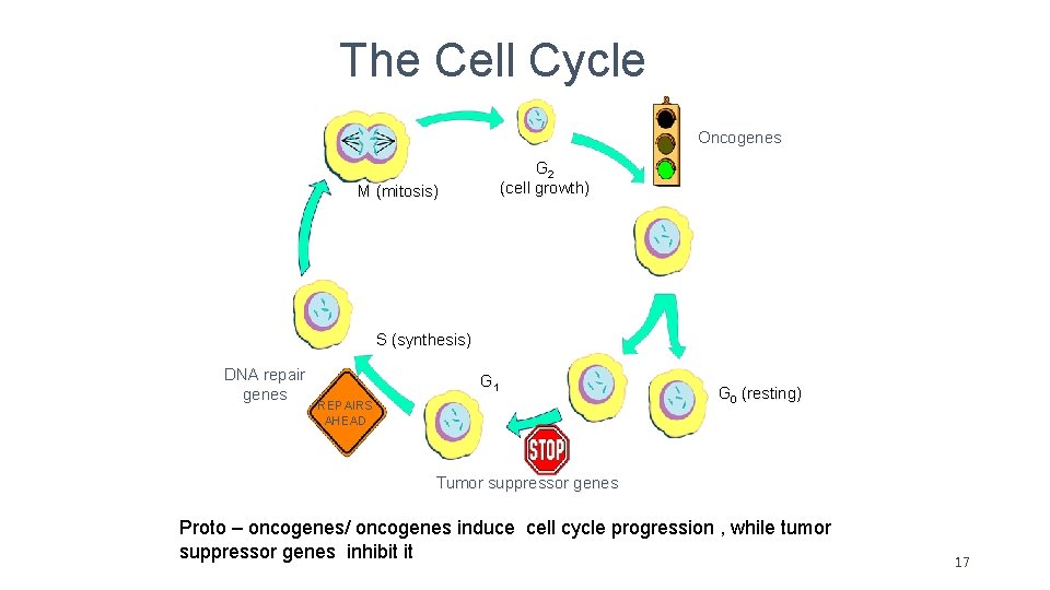 The Cell Cycle Oncogenes G 2 (cell growth) M (mitosis) S (synthesis) DNA repair The Cell Cycle Oncogenes G 2 (cell growth) M (mitosis) S (synthesis) DNA repair