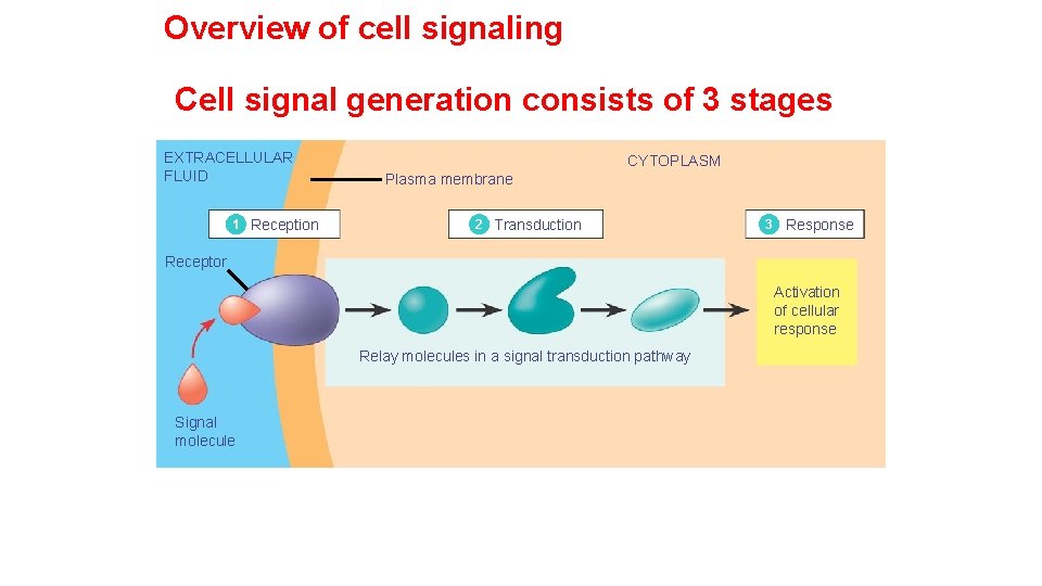 Overview of cell signaling Cell signal generation consists of 3 stages EXTRACELLULAR FLUID 1 Overview of cell signaling Cell signal generation consists of 3 stages EXTRACELLULAR FLUID 1