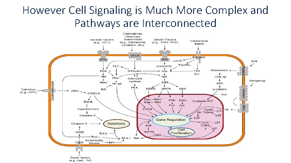 However Cell Signaling is Much More Complex and Pathways are Interconnected However Cell Signaling is Much More Complex and Pathways are Interconnected
