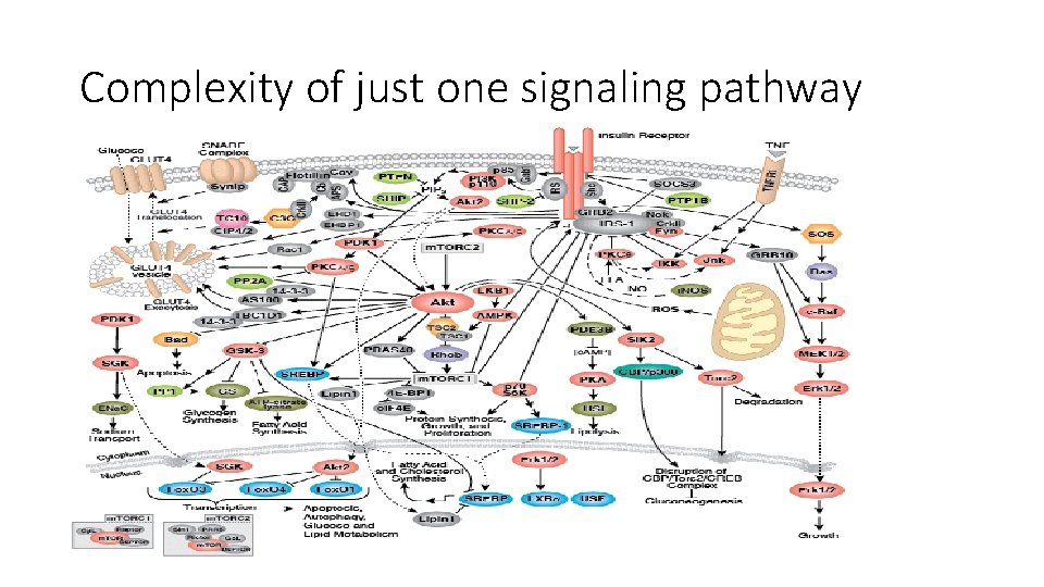 Complexity of just one signaling pathway Complexity of just one signaling pathway