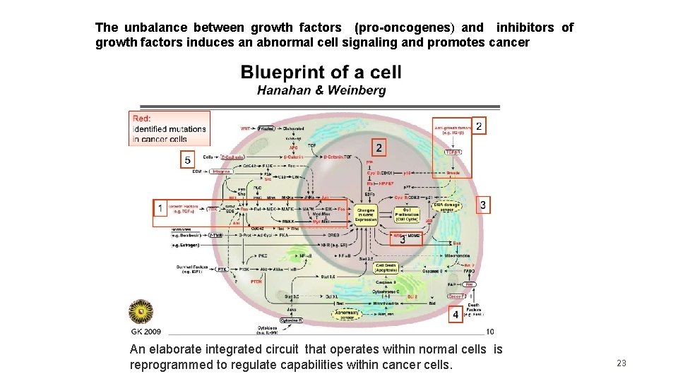 The unbalance between growth factors (pro-oncogenes) and inhibitors of growth factors induces an abnormal The unbalance between growth factors (pro-oncogenes) and inhibitors of growth factors induces an abnormal
