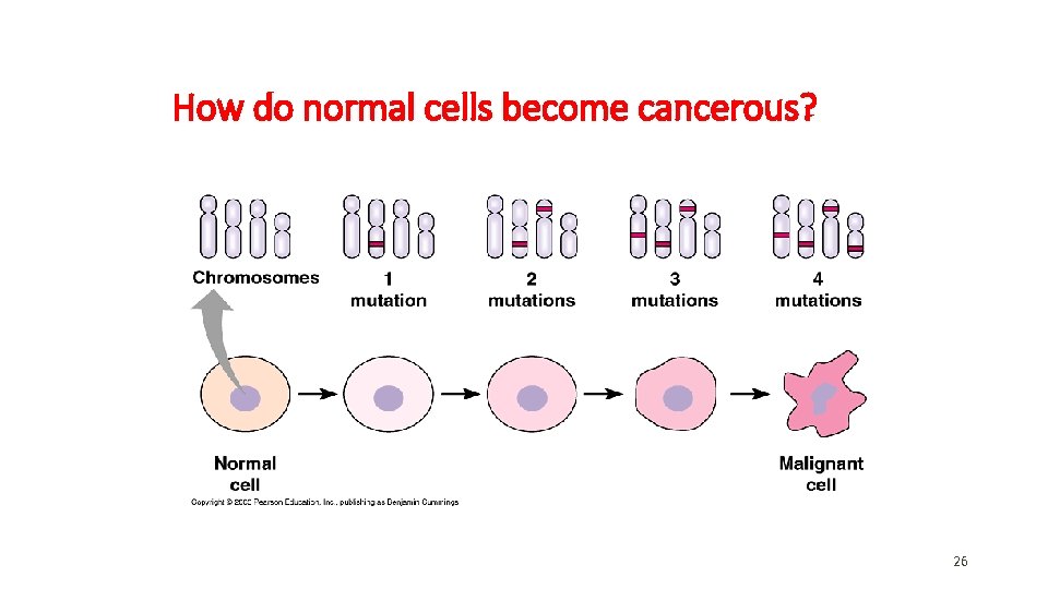 How do normal cells become cancerous? 26 How do normal cells become cancerous? 26