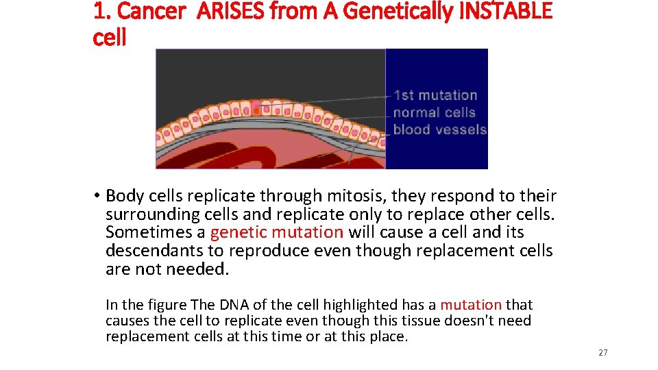 1. Cancer ARISES from A Genetically INSTABLE cell • Body cells replicate through mitosis, 1. Cancer ARISES from A Genetically INSTABLE cell • Body cells replicate through mitosis,