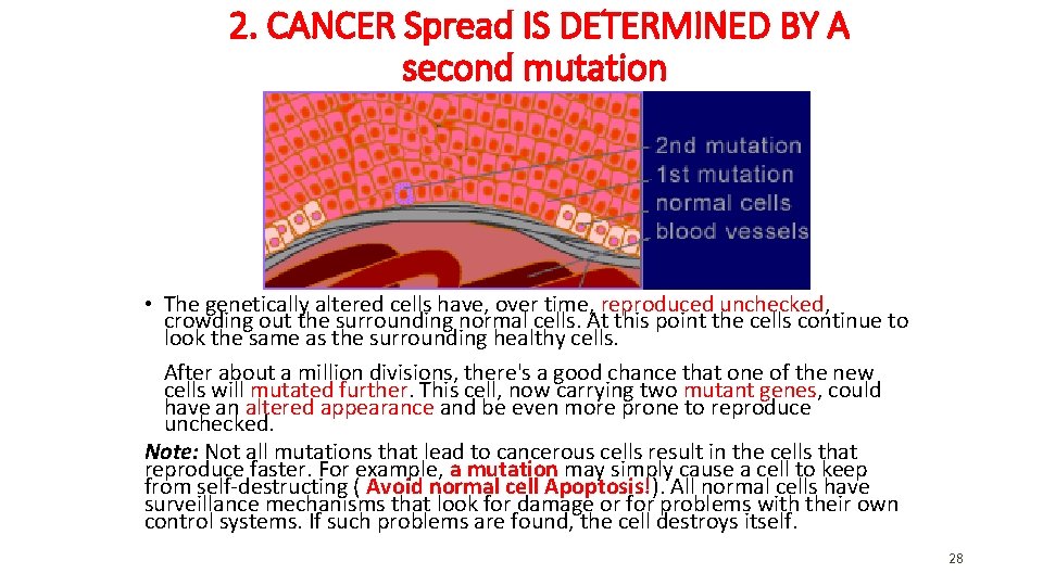 2. CANCER Spread IS DETERMINED BY A second mutation • The genetically altered cells 2. CANCER Spread IS DETERMINED BY A second mutation • The genetically altered cells