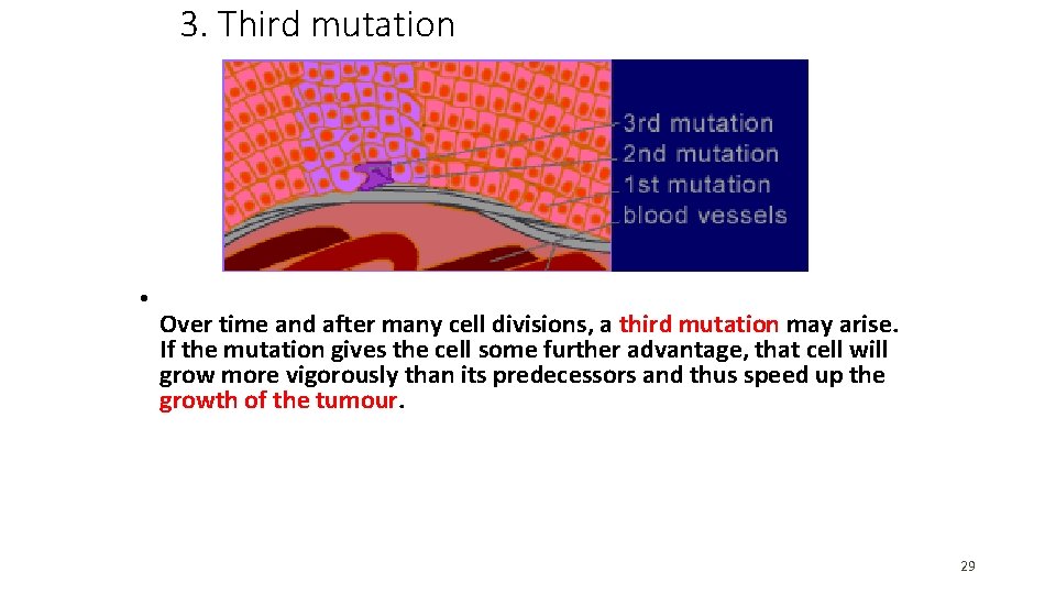 3. Third mutation • Over time and after many cell divisions, a third mutation 3. Third mutation • Over time and after many cell divisions, a third mutation