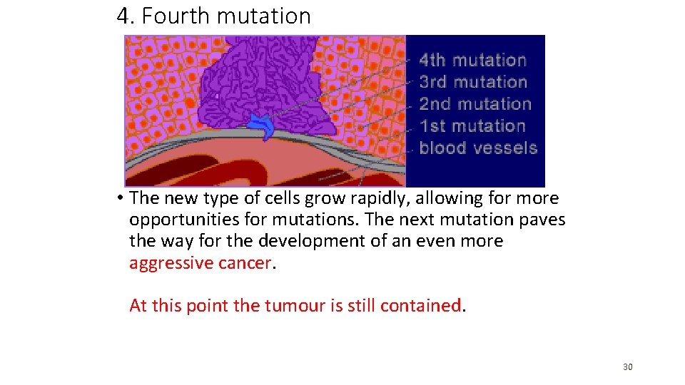 4. Fourth mutation • The new type of cells grow rapidly, allowing for more 4. Fourth mutation • The new type of cells grow rapidly, allowing for more