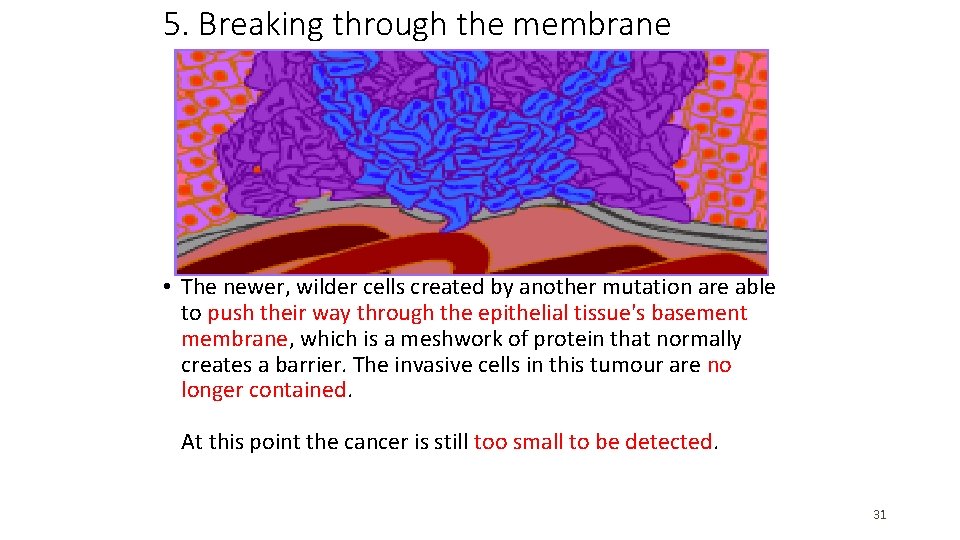 5. Breaking through the membrane • The newer, wilder cells created by another mutation 5. Breaking through the membrane • The newer, wilder cells created by another mutation