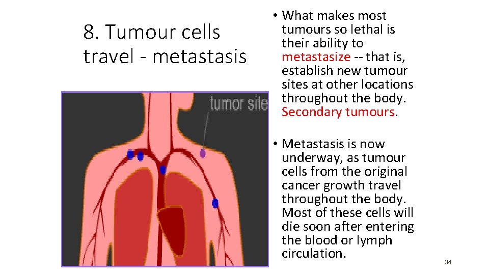 8. Tumour cells travel - metastasis • What makes most tumours so lethal is 8. Tumour cells travel - metastasis • What makes most tumours so lethal is