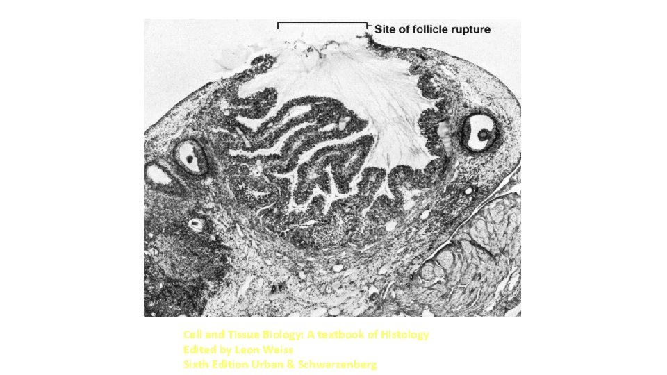 Cell and Tissue Biology: A textbook of Histology Edited by Leon Weiss Sixth Edition Cell and Tissue Biology: A textbook of Histology Edited by Leon Weiss Sixth Edition