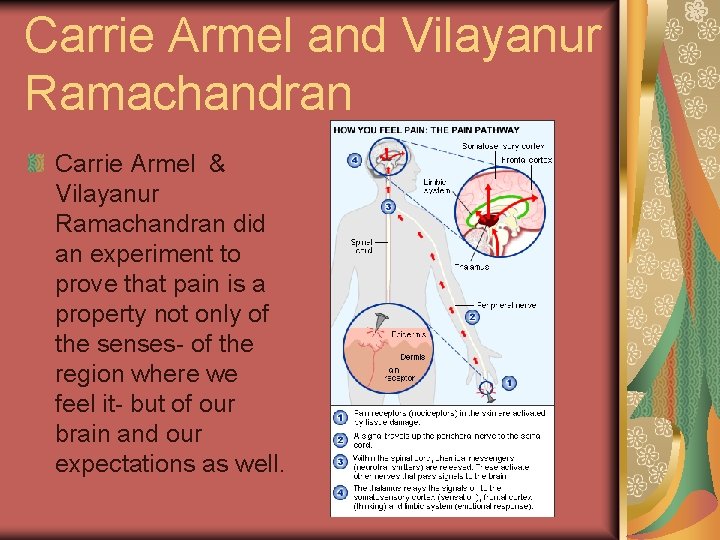 Carrie Armel and Vilayanur Ramachandran Carrie Armel & Vilayanur Ramachandran did an experiment to