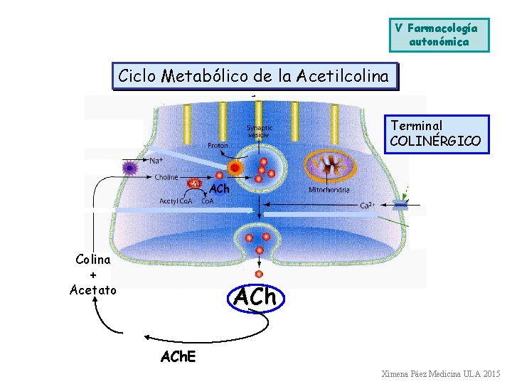 V Farmacología autonómica Ciclo Metabólico de la Acetilcolina Terminal COLINÉRGICO ACh Colina + Acetato